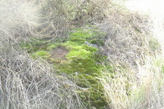 Brachythecium albicans