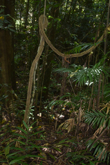 Cardiopteris moluccana