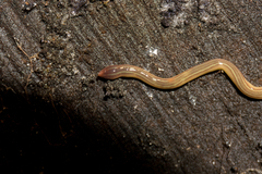 Continenticola