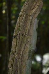 Cardiopteris moluccana