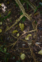 Cardiopteris moluccana