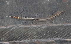 Ebenavia boettgeri