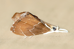 Glaphyria peremptalis