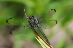 Libellula