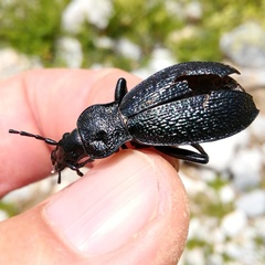 Carabus croaticus