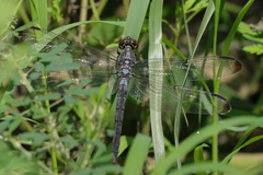 Libellula
