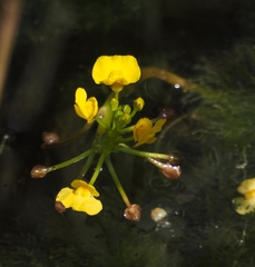 Utricularia foliosa