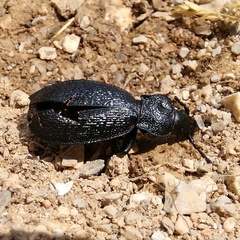 Carabus croaticus