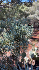 Cupressus arizonica