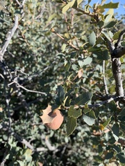 Quercus turbinella