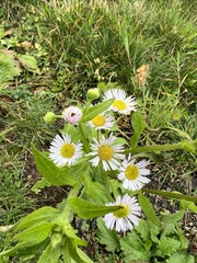 Erigeron strigosus