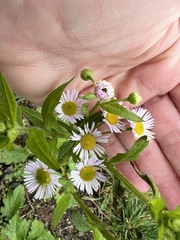 Erigeron strigosus