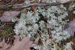 Cladonia rangiferina