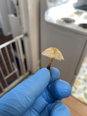 Lepiota castaneidisca