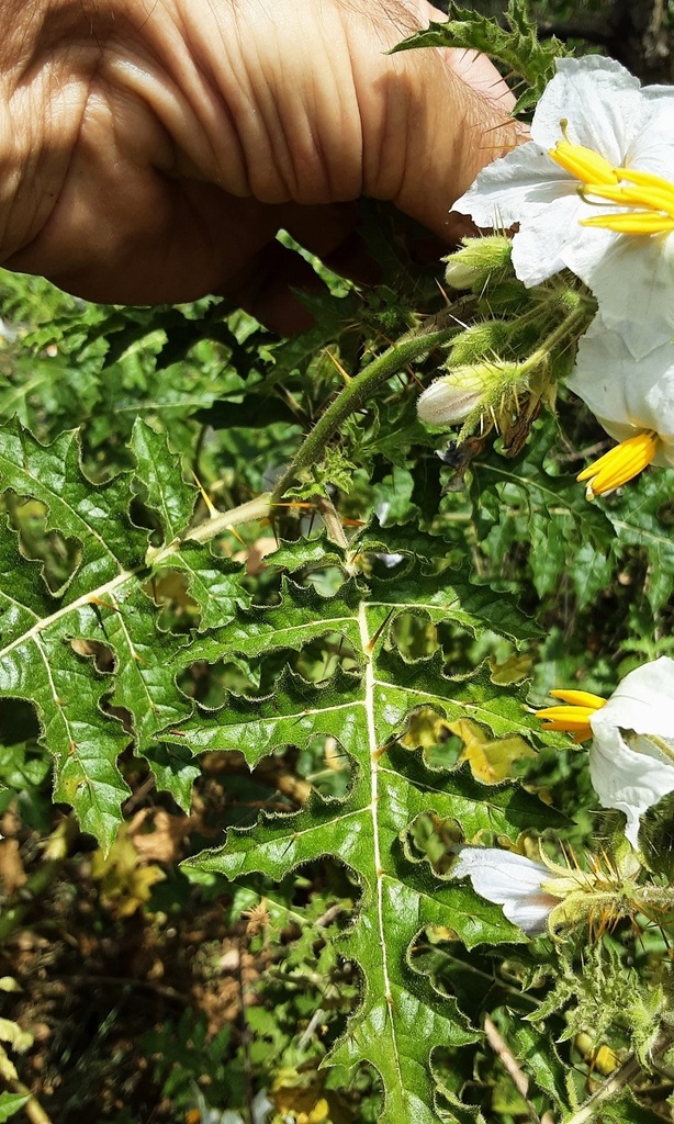 Red Buffalobur from Emu Heights NSW, Australia on November 12, 2022 at