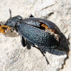 Carabus croaticus