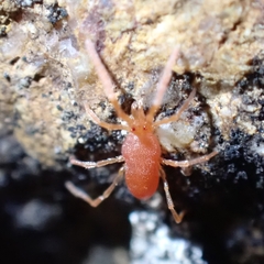 Acariformes