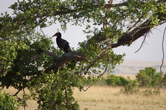 Bucorvus leadbeateri