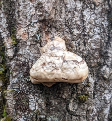 Fomes excavatus