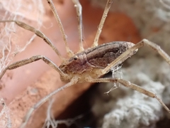 Odiellus troguloides