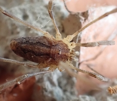 Odiellus troguloides