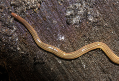 Continenticola