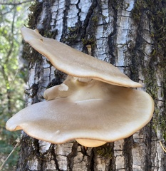 Pleurotus populinus