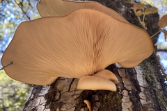 Pleurotus populinus