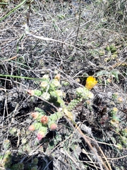 Opuntia aequatorialis