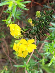 Hibbertia australis