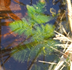 Utricularia foliosa