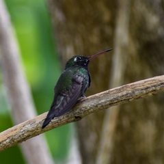 Riccordia ricordii