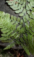 Dryopteris carthusiana