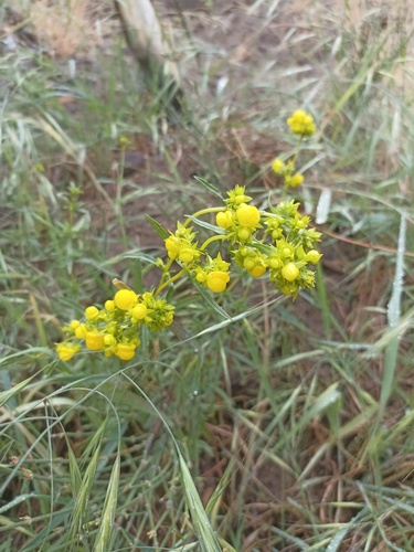 Calceolaria thyrsiflora (Calceolaria thyrsiflora)