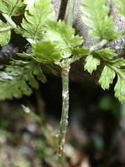 Dryopteris carthusiana
