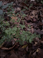 Ligustrum ovalifolium
