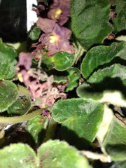 Streptocarpus ionanthus