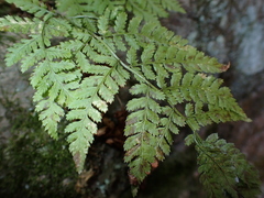 Dryopteris carthusiana