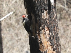 Campephilus leucopogon