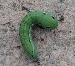 Xylophanes tersa