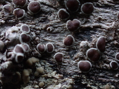 Lecanora