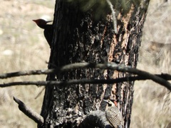 Campephilus leucopogon