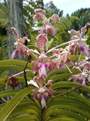 Vanda tricolor