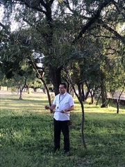 Eysenhardtia polystachya