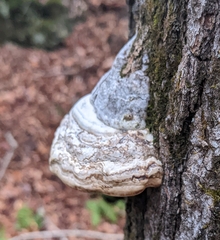 Fomes excavatus