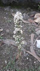 Baccharis pteronioides