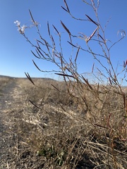 Epilobium brachycarpum