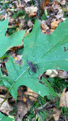 Acanthocephala terminalis