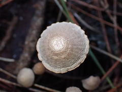Mycena capillaripes
