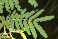 Acacia irrorata